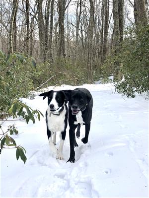 Frolicking through the snow